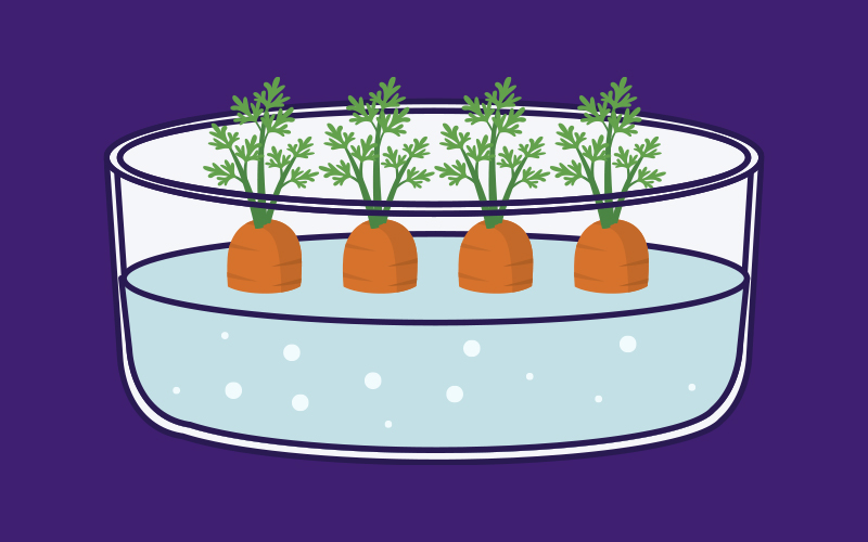 Ilustração que represente a atividade: Plantar cenoura na água
